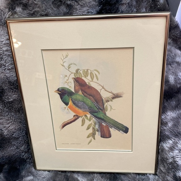 Framed Trogon Bird Art Print - Picture 8 of 16